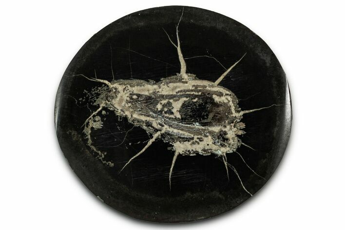 Polished Fish Coprolite (Fossil Poo) Nodule Half - Scotland #355215